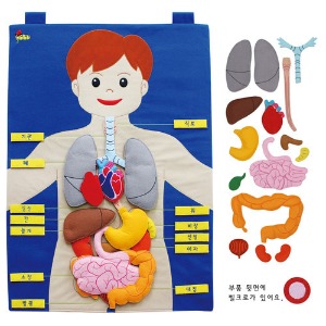 차트 신체기관(한글)